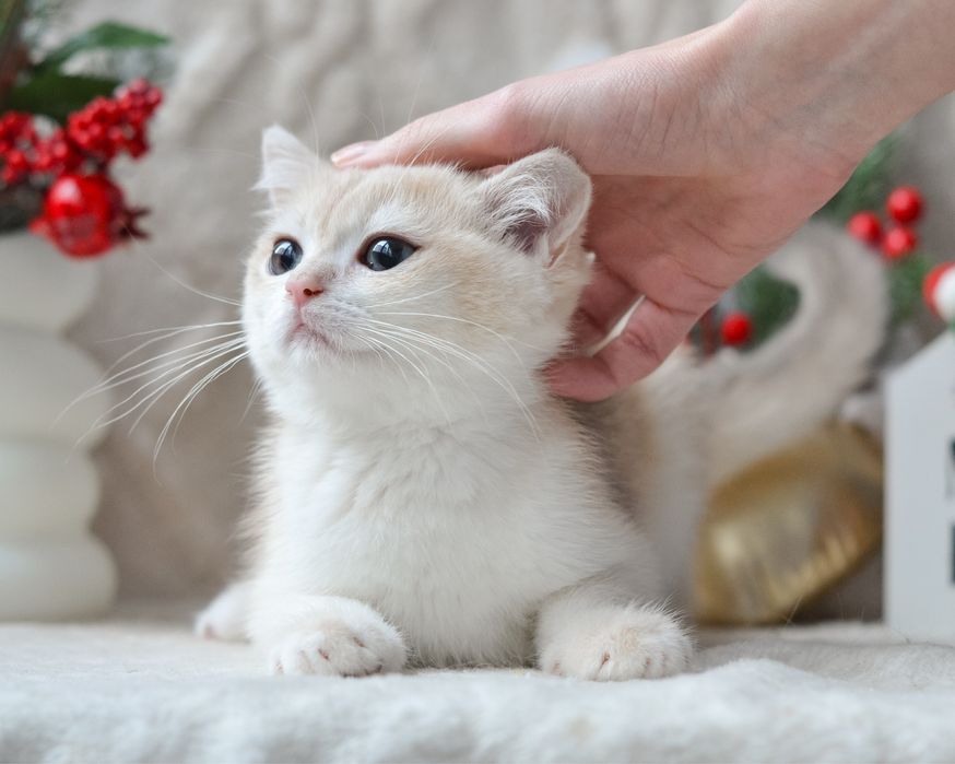 Котик блакитне золото