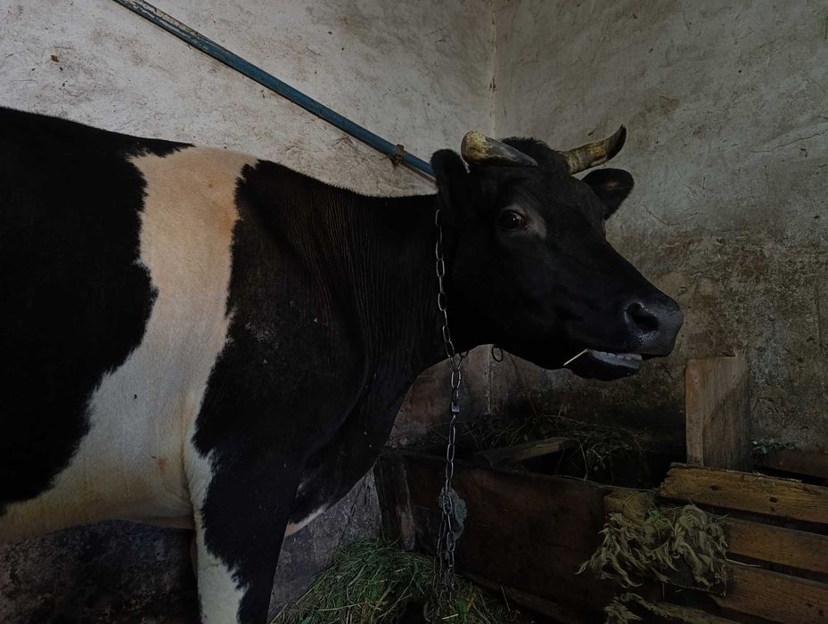 Продаж, Молочної корови.Вік 8 років