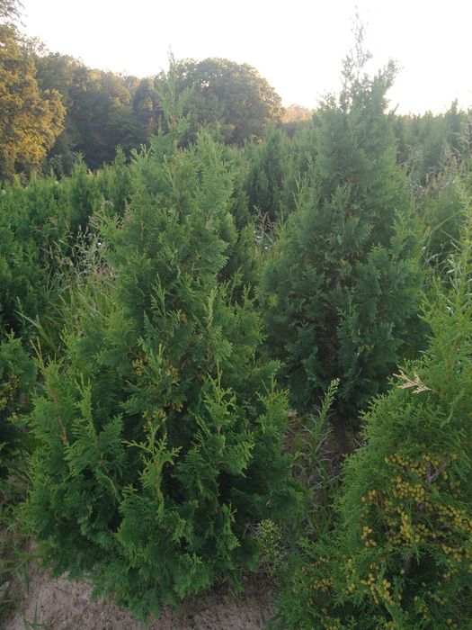 Tuja spiralna wąsko rosnąca 200/240cm  Krzewy, iglaki