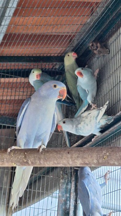 Ring necks varias mutações 2024 e 25