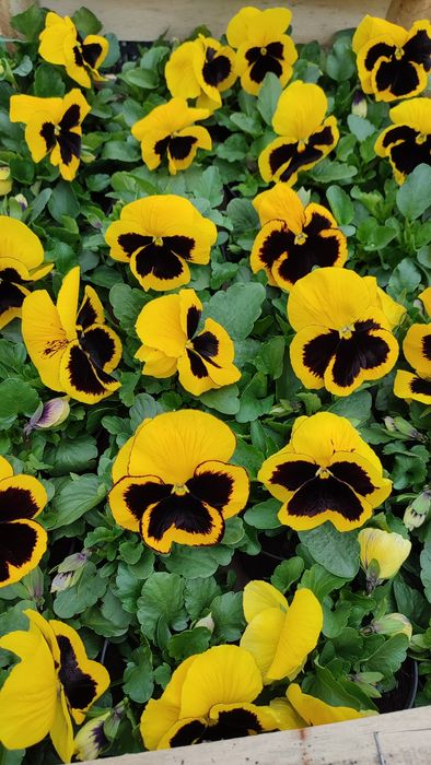 Bratki od Producenta