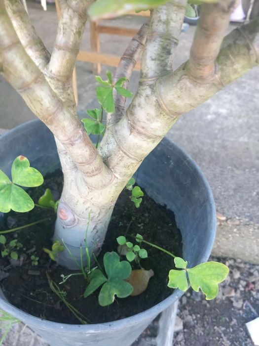 Planta jade.         .