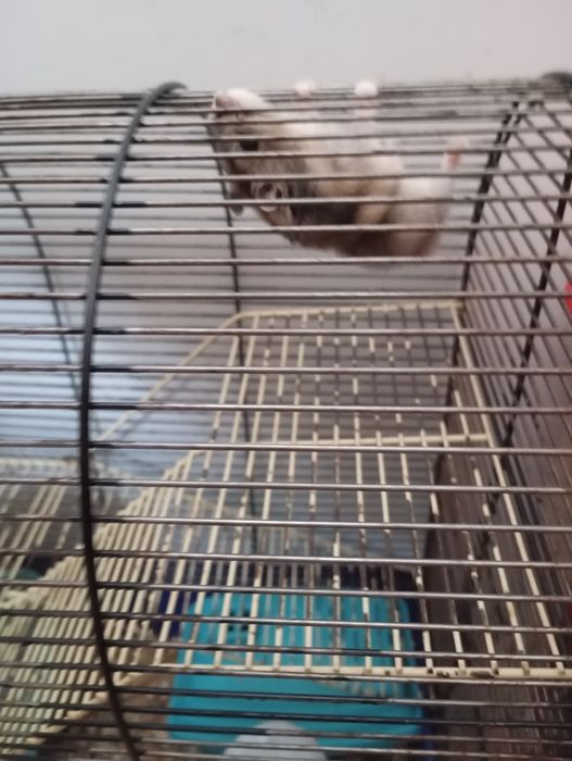 Джунгарські хом'ячки