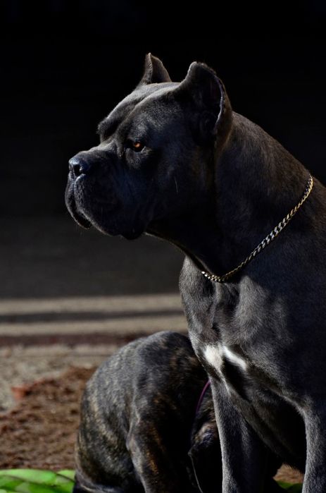 Cane Corso  szczenię
