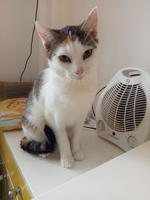 Tricolorka szuka domu niewychodzącego