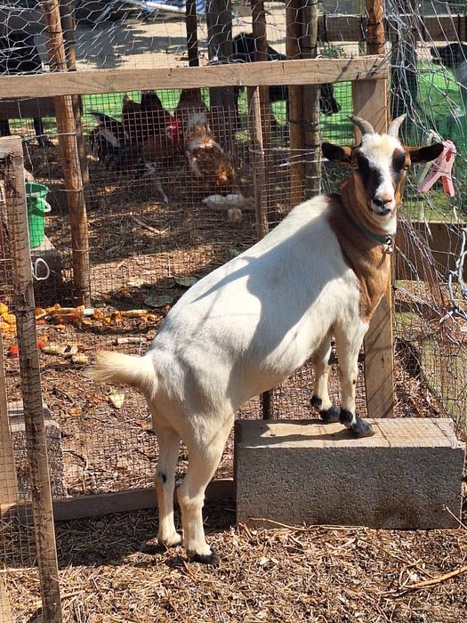 2 Cabras anãs com 1ano e vacinas