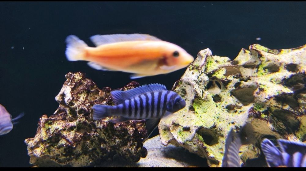 Pack ciclídeos africanos