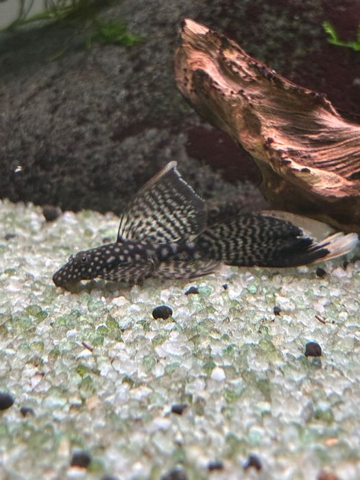 Peixe ancistrus juvenis