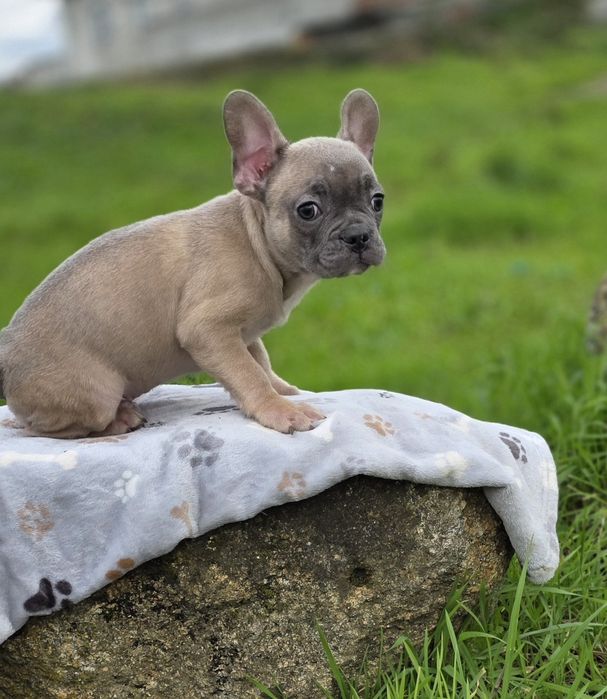 Buldogue Francês Macho Blue Fawn