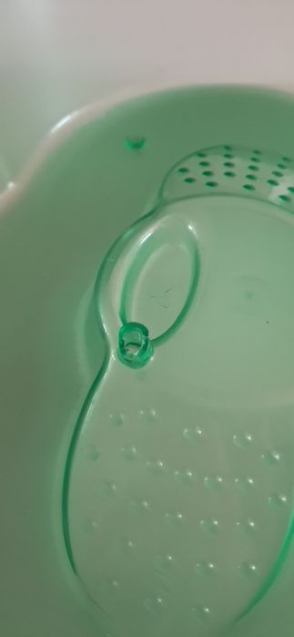 Tartarugueira verde