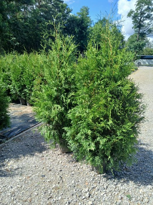 Tuja Brabant wys 200 cm cena 60 zł  Sadzimy,Wozimy