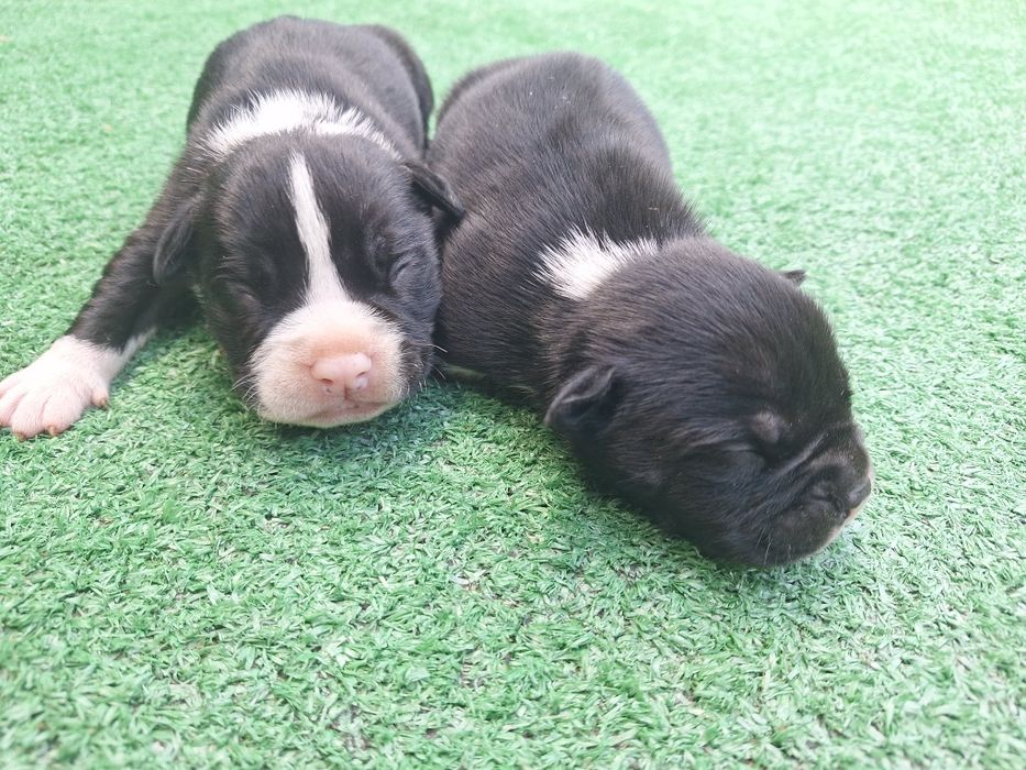 American bully  szczenię  z metryką