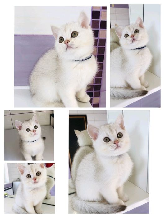 Шотландские чистокровные котята, Серебристая шиншилла