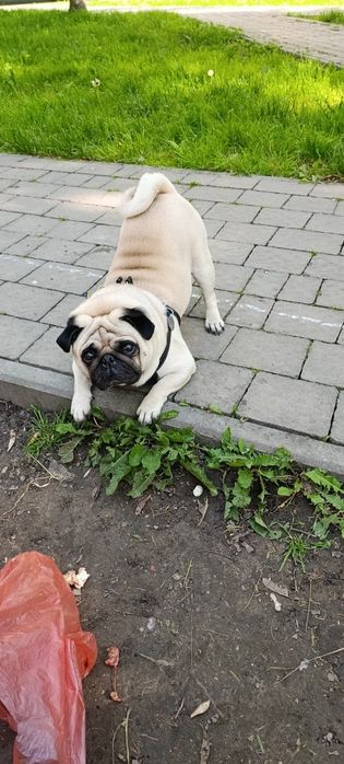 Хлопчик шукає дівчинку