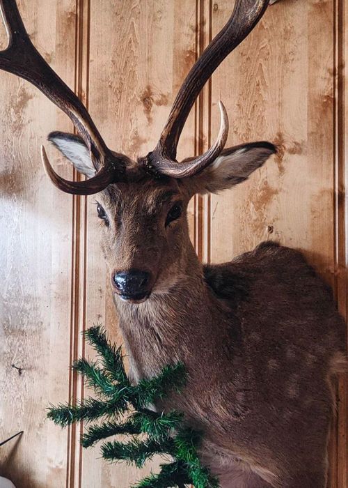 Продам чучело пятнистого оленя