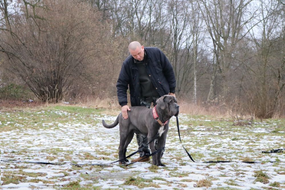 Szukamy domu dla Bazyla - Cane Corso