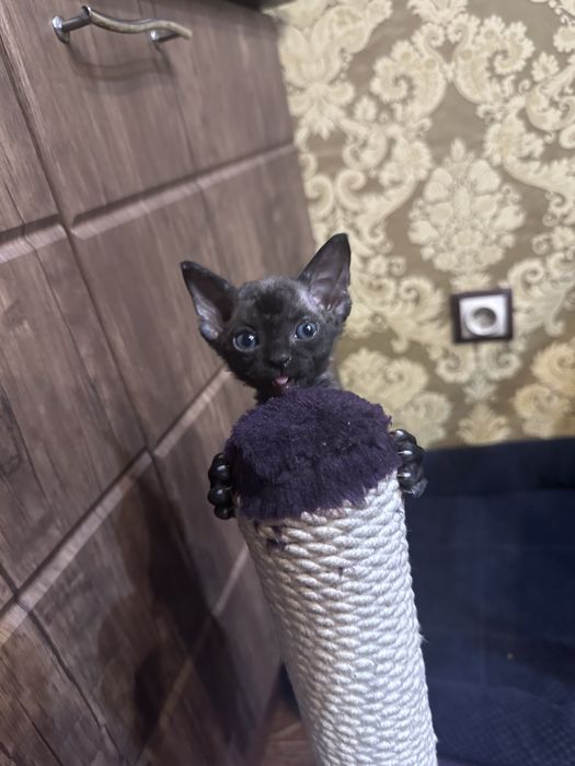 Кошенята Девон Рекс