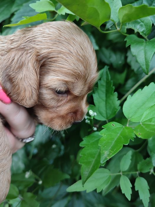 Спаниельки продажа