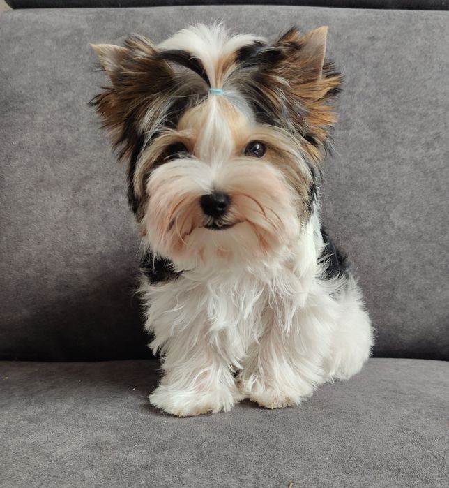 Malutki piesek Biewer