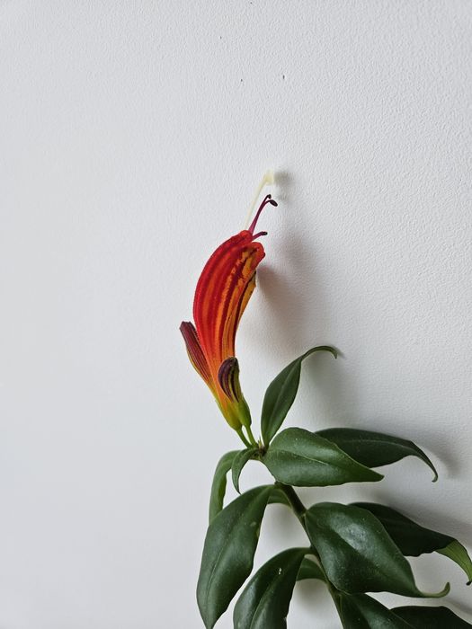 Есхінантус, молода рослина з квітами