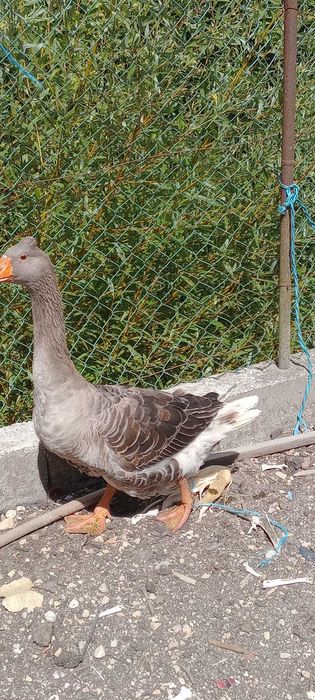 Vendo casal de patos gansos