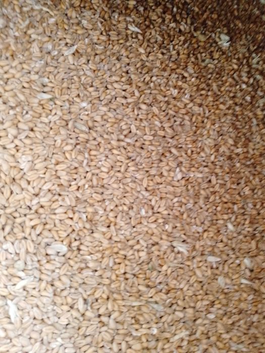 Продам пшеницю        .