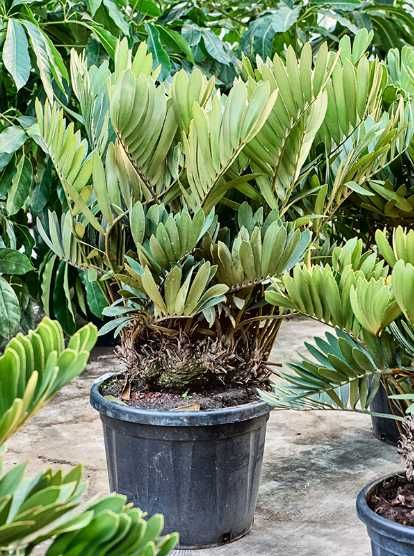 Palmeiras Raras e todo o tipo de plantas