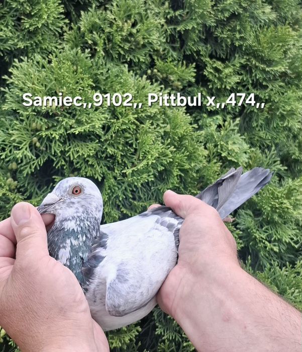 Gołąb pocztowy Samiec Pittbul x Słynny,,Ernest Nebel ,,474,,