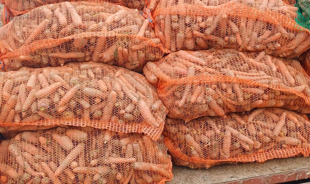 Marchew odpadowa/paszowa