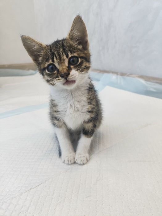 Отдам котенка девочку