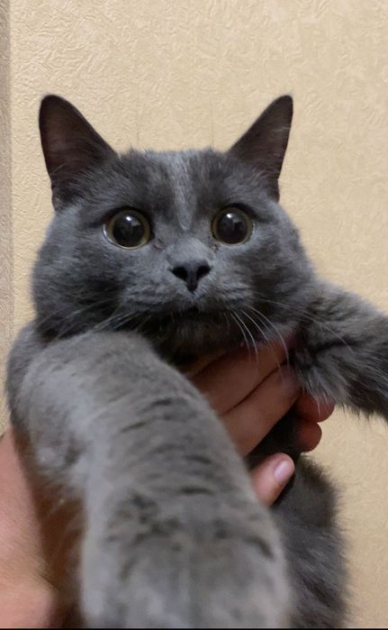 Віддам кота  в добрі руки