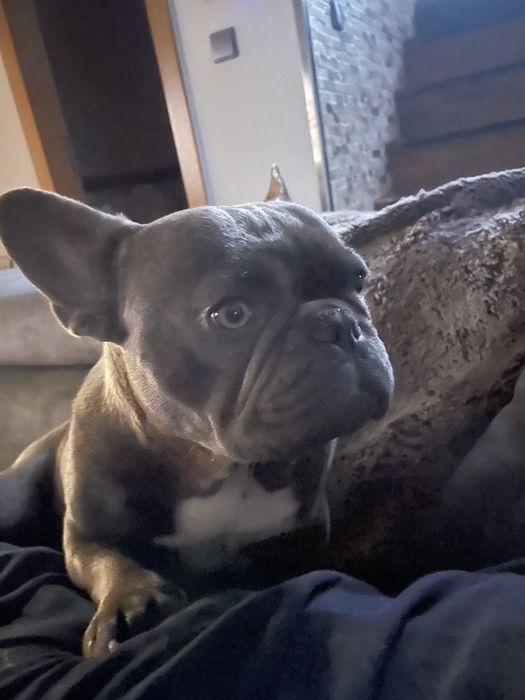 Bulldogue frances  para montas