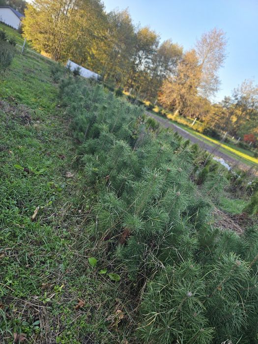 Sosna pospolita zwyczajna 4letnia sadzonki sosna