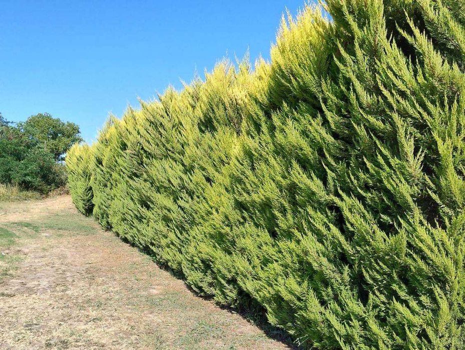 Cyprysowiec leylanda, leylandii, cyprysik, tuja,w multipaletach