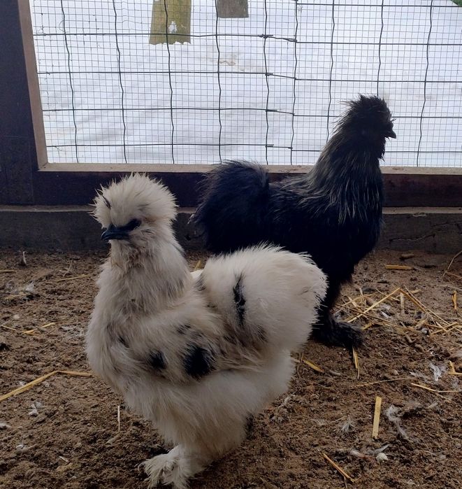 Silki - para z lipca