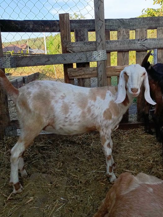 Коза нубийская 100%