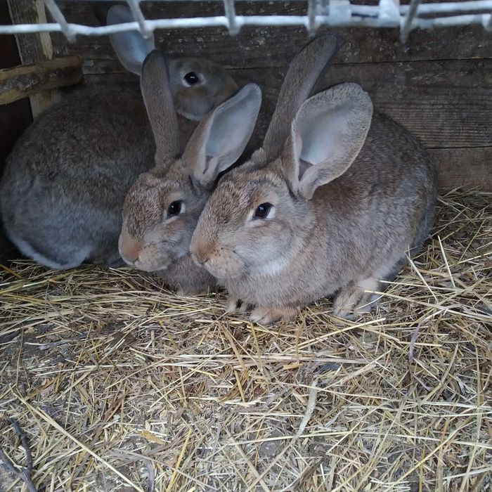 Продам кролів(молодняк)