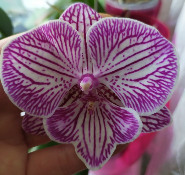 Орхідея Фаленопсис Біг лип квітуча сортова домашня - на фото оригінал