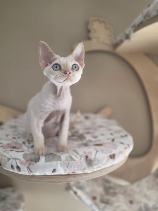 Kocurek  Devon Rex