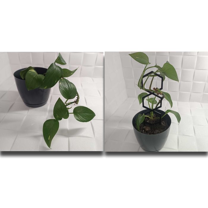 Podpórka Podpora Do Roślin Doniczkowych Plaster Miodu Drabinka 30cm