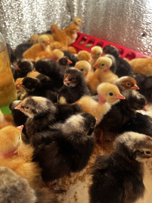 Продам добових,підрощенних курчат яєчних та мʼясояєчних напрямків
