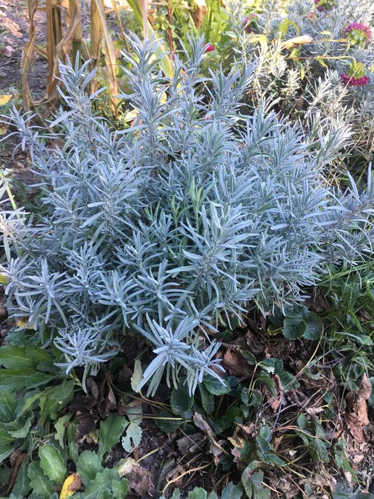 Лаванда, кущі лаванди