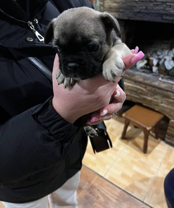 Французский бульдог