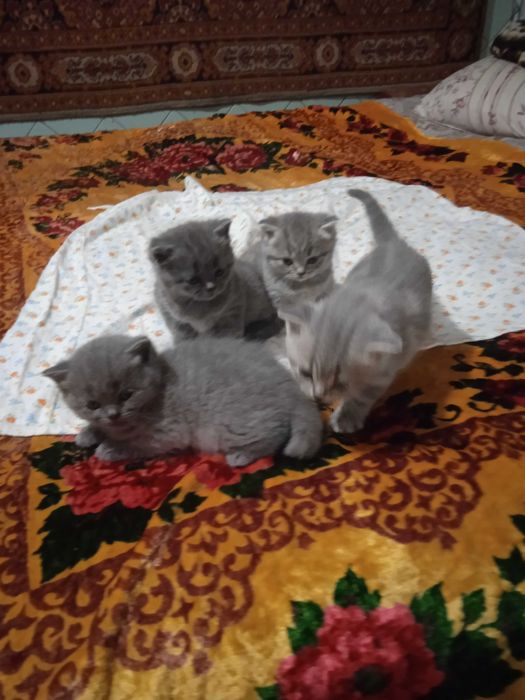 Кошенята шотландської весловухої