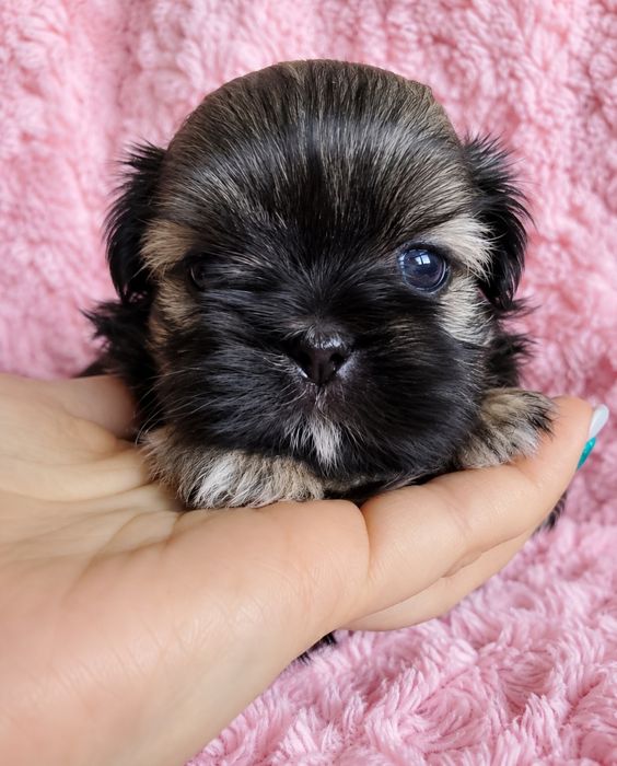 Roksanka urocza czarno czekoladowa dziewczynka shih tzu/ domowa hodowla