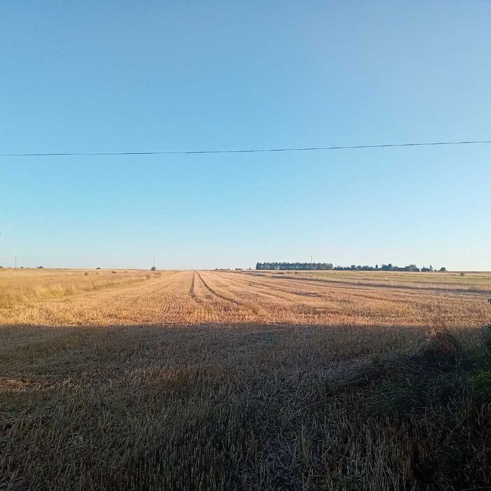 Wydzierżawię Pole 2.3ha - Widok 2