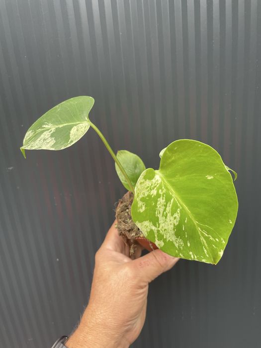 Monstera bulbasaur