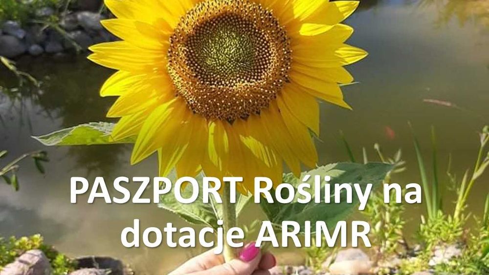 Słonecznik ozdobny na kwiat ziarka nasiona cena za 1 kg