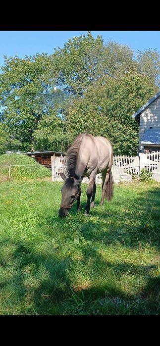 Konik Polski klacz - sprzedam