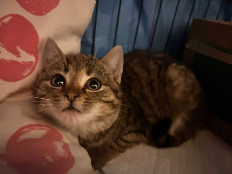 Eveline szukaja domku